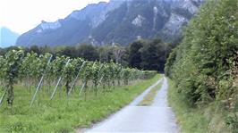 Vineyeards in the mountain valley between Fläsch and Maienfeld, 12.7 miles into the ride